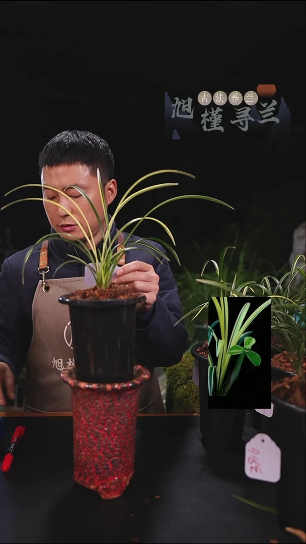 当前无花栽培后可以开花小**儿宋梅艺草缟艺（3壮苗带一芽）内部价