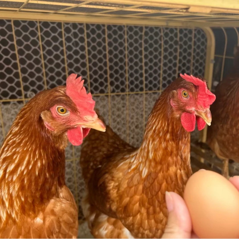 《2只》长尾鸡温顺可爱观赏高宠物鸡3斤左右发货