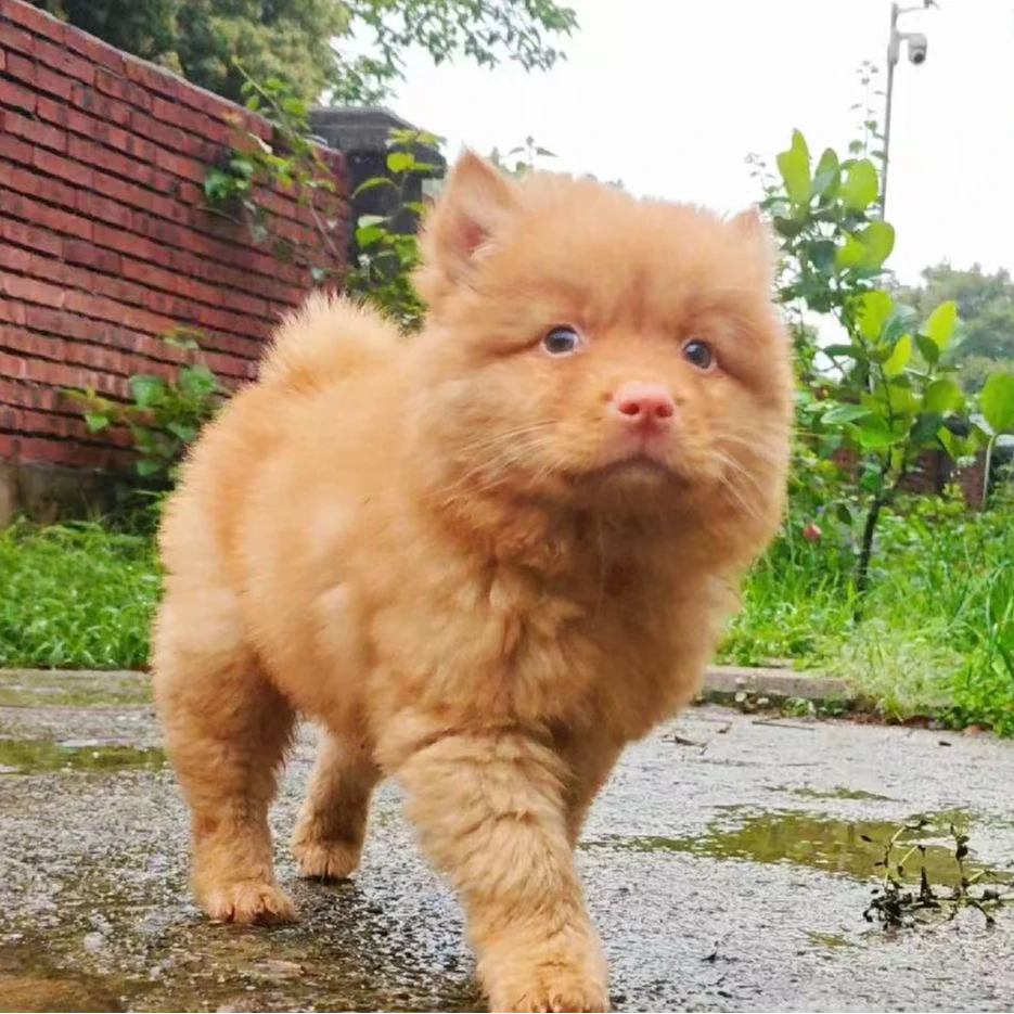 萌小筑犬业（一狗一拍）