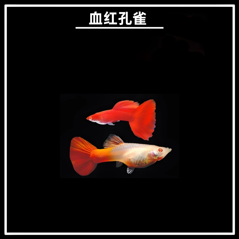血红孔雀鱼小型热带观赏鱼