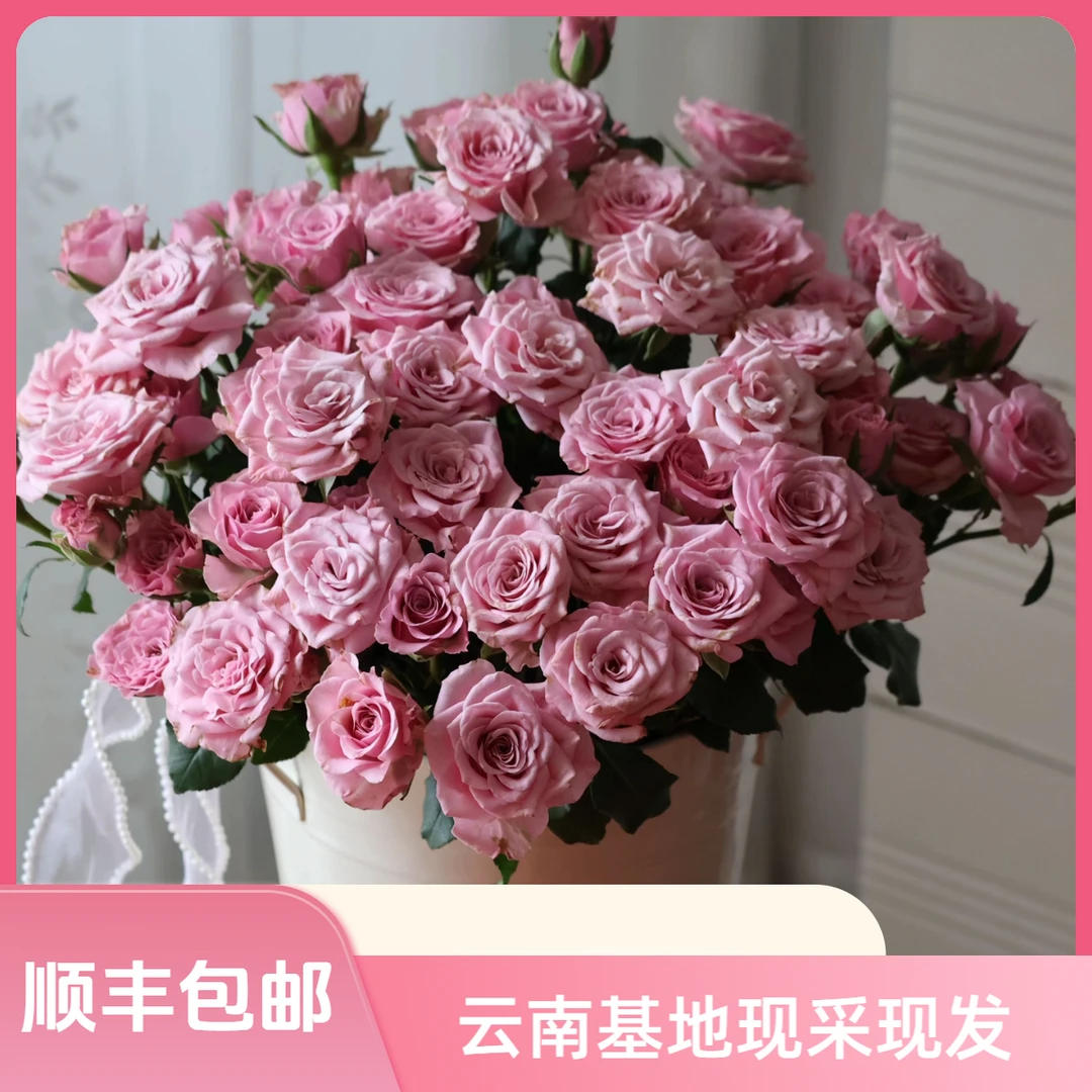 【花喜甄选】诺拉nolla多头玫瑰 家用水养云南基地现摘直发顺丰包邮