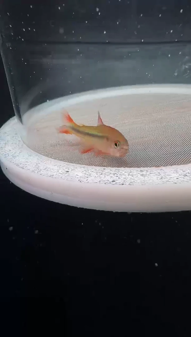 灯科鱼s****hD22-2号宝石绿魔鬼3.5cm左右（不包黑点）1条