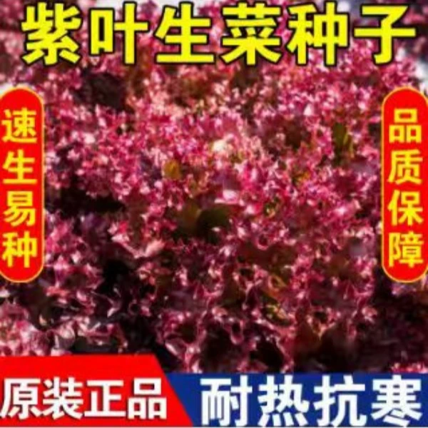 紫叶生菜种子 紫色沙拉菜意大利生菜厂家正品春夏阳台庭院