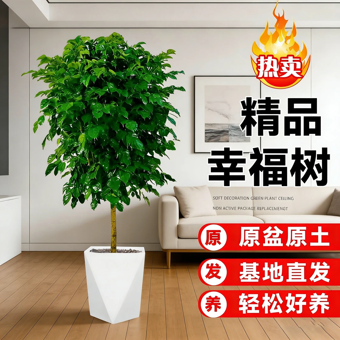 90-100cm独杆棒棒糖幸福树室内幸福观叶绿植 四季常青