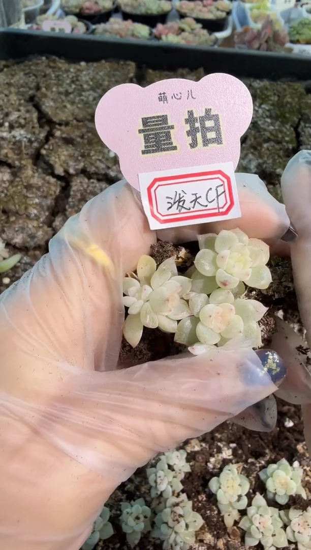 泼天单双混 黑框3颗量拍混发 满9.9包邮
