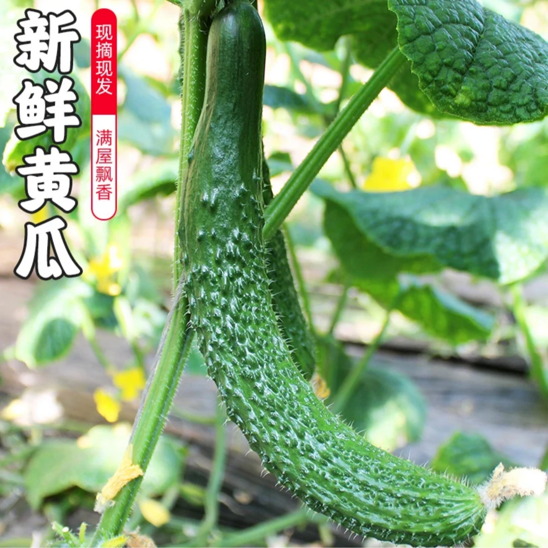 【汇峰农场】头茬标榜水果黄瓜3斤5斤（±2两） 新鲜现摘 顺丰包邮黄瓜同城送黄瓜同城配标榜黄瓜