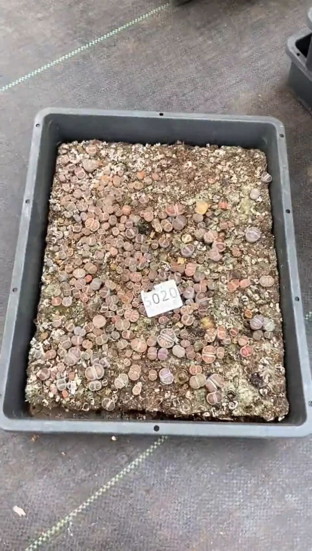 5020特价菊纹章框有疤瑕疵带土不带盆发货