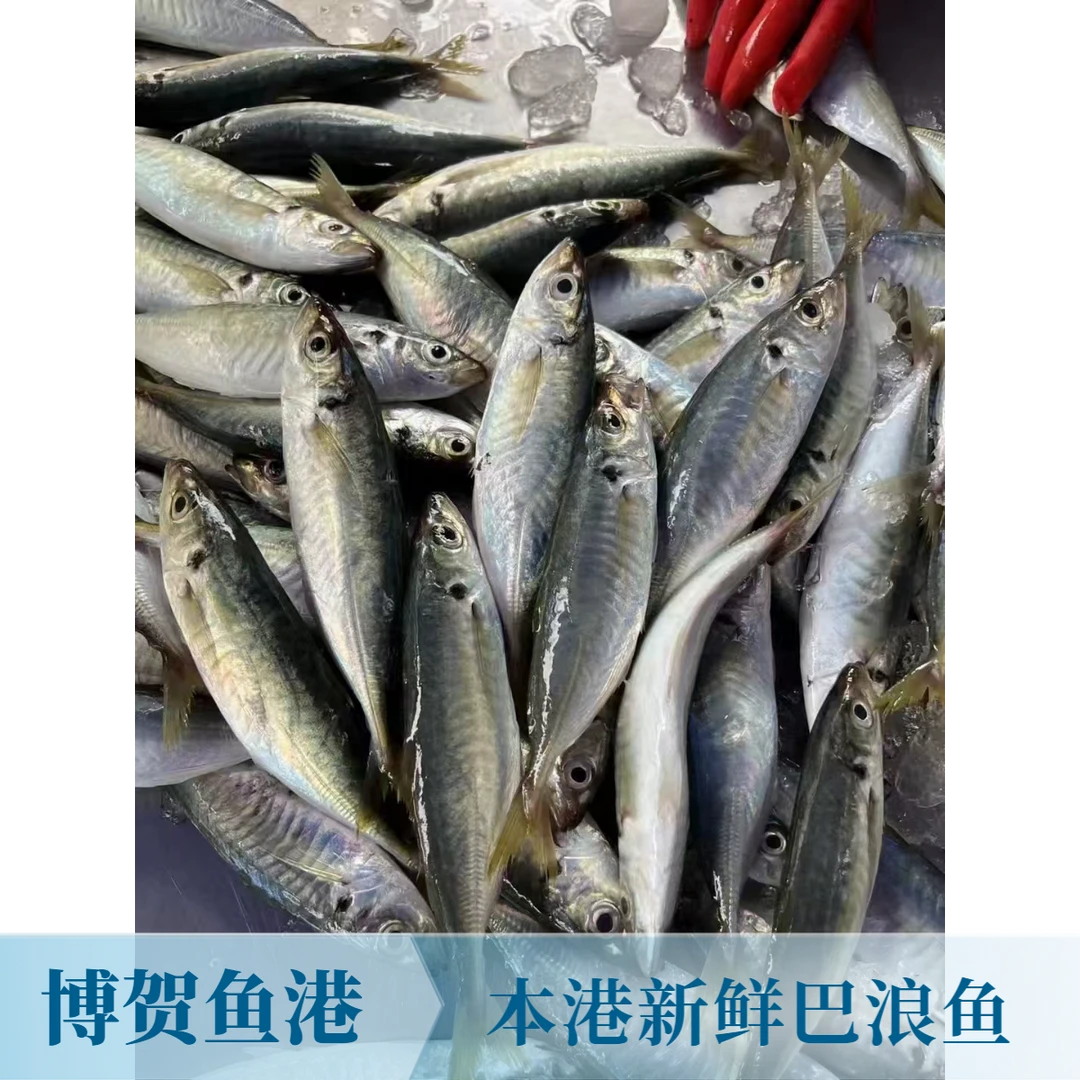 【本港巴浪鱼】速冻5斤新鲜巴浪3-6/条一斤博贺鱼港本港发货