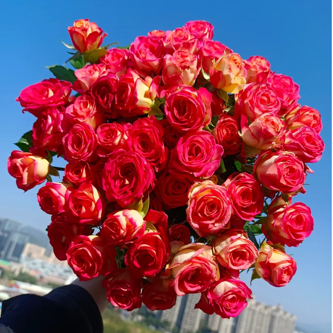 【只发新疆】浅色爱丽丝多头玫瑰10支（2支内损伤坏不赔付）