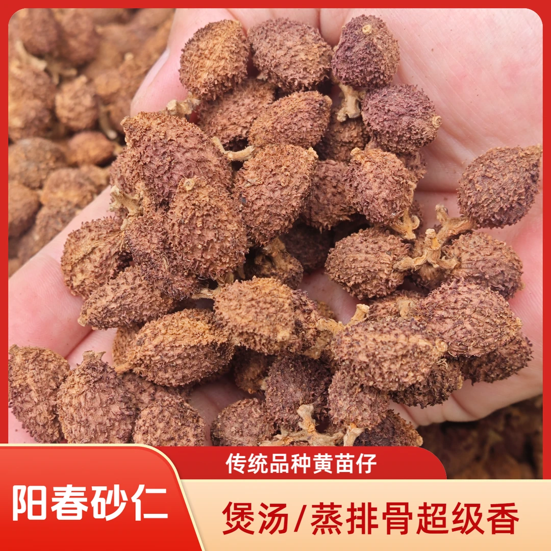 阳春砂仁(黄苗仔老果)阳春特产春砂仁抵买活动·大小粒带枝果