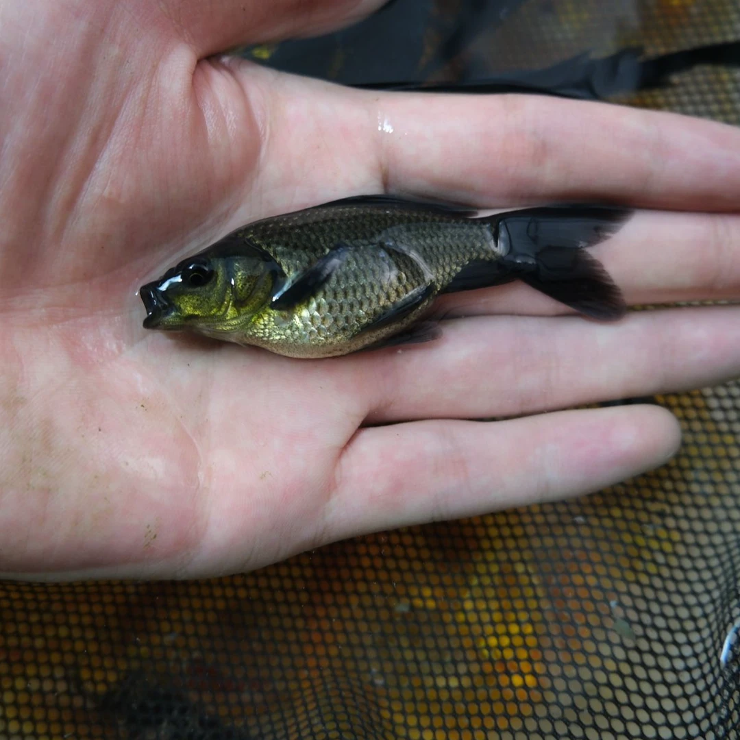 2025年新墨蝶上市 顺丰发货 包活到家 包赔到家 喜欢就下单呗