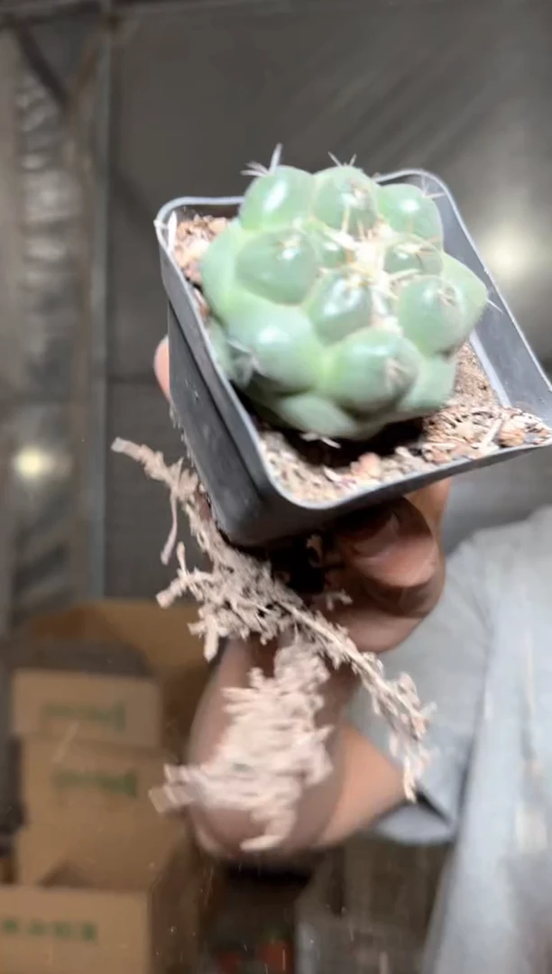 【实生根】无刺象牙