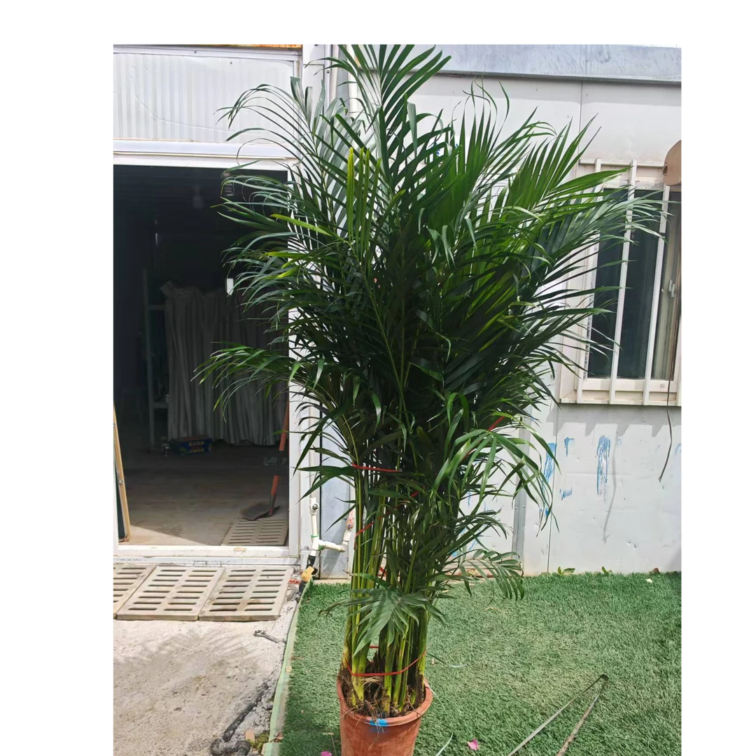 拉萨发货，西藏包邮，1.7米室内富贵椰子客厅盆栽绿植耐旱大型绿植