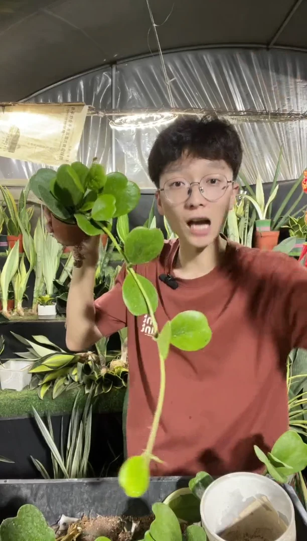 心叶球兰8叶起脱土9.99