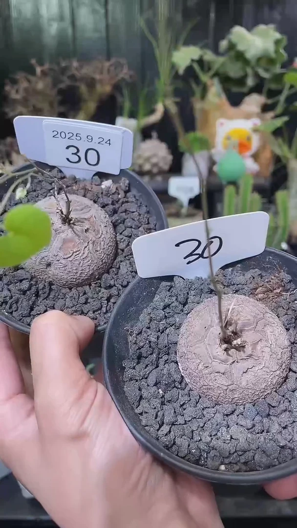 30号924福利南非龟甲龙买1个送1个