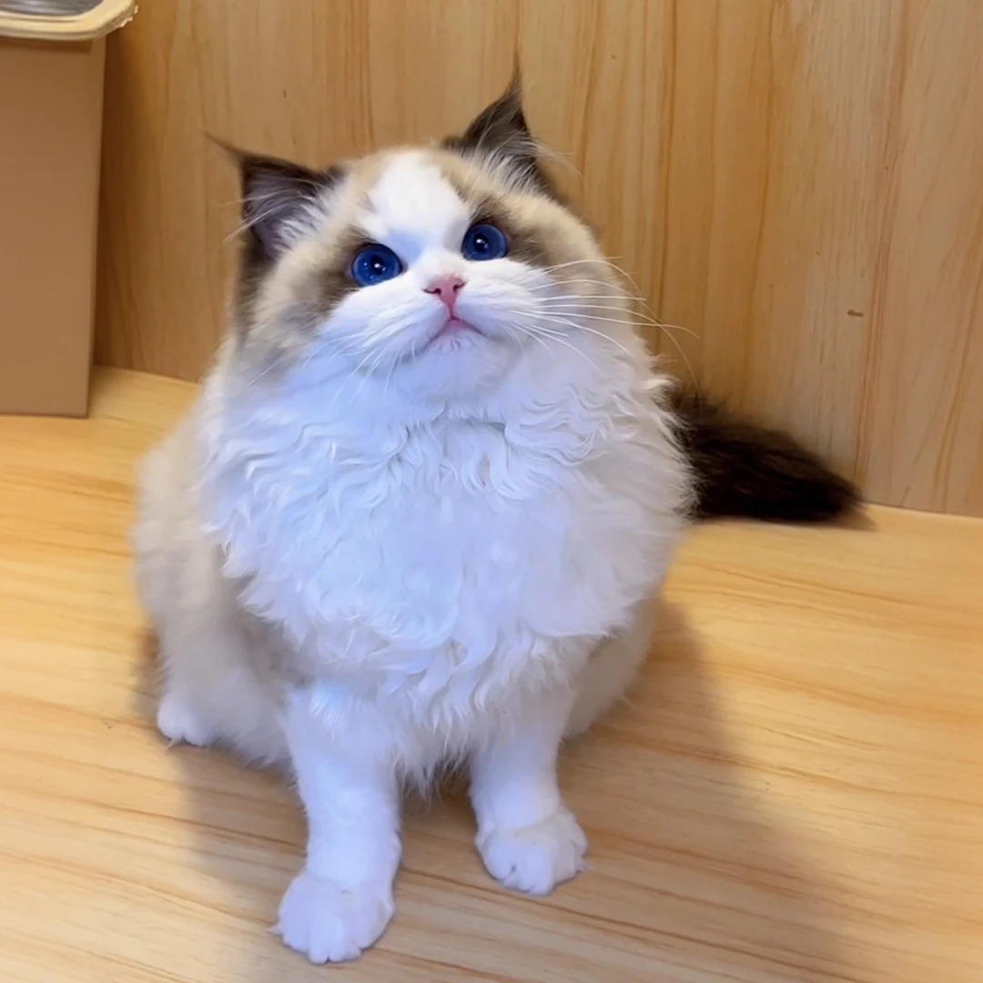 仙妮-海双布偶猫妹妹  海双布偶  蓝双布偶 山双布偶