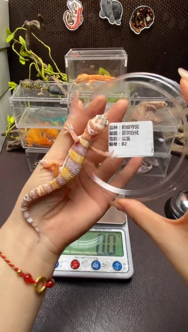 豹纹守宫鳞与尾 Scale Tail 爬宠B2