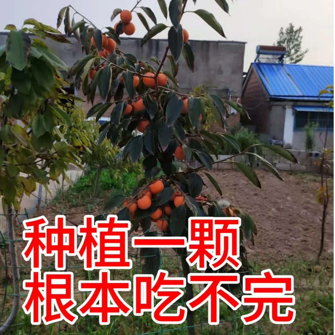 （一物一拍）脆甜柿子天然脱色摘下就可以吃