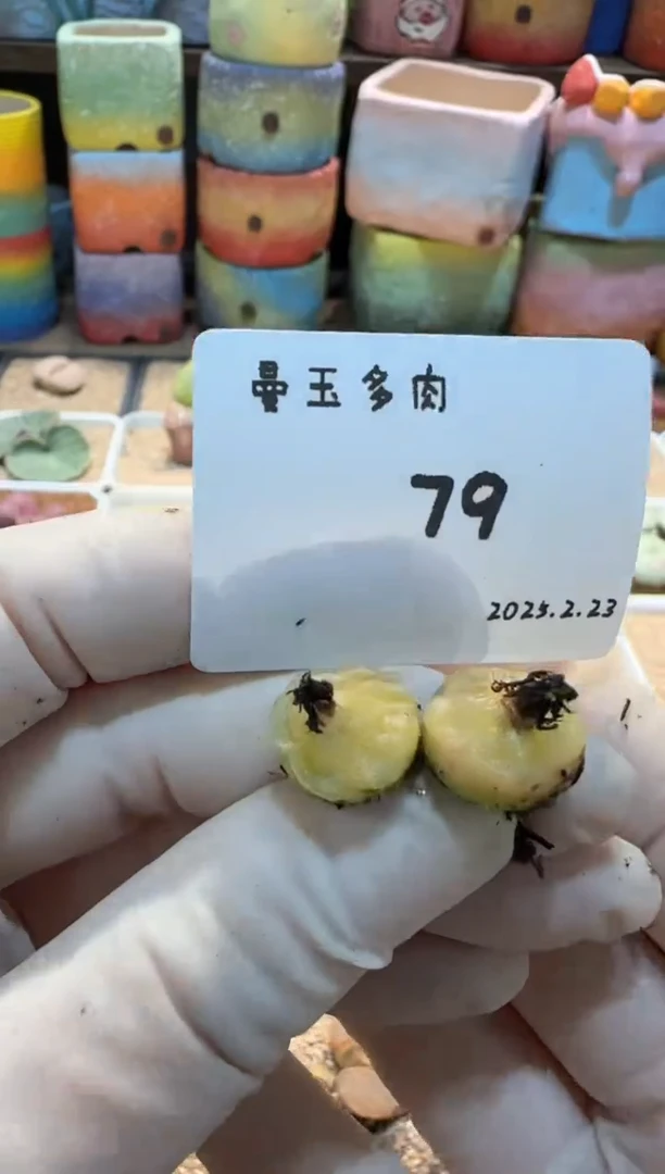 【闪购商品】25.2.23-79