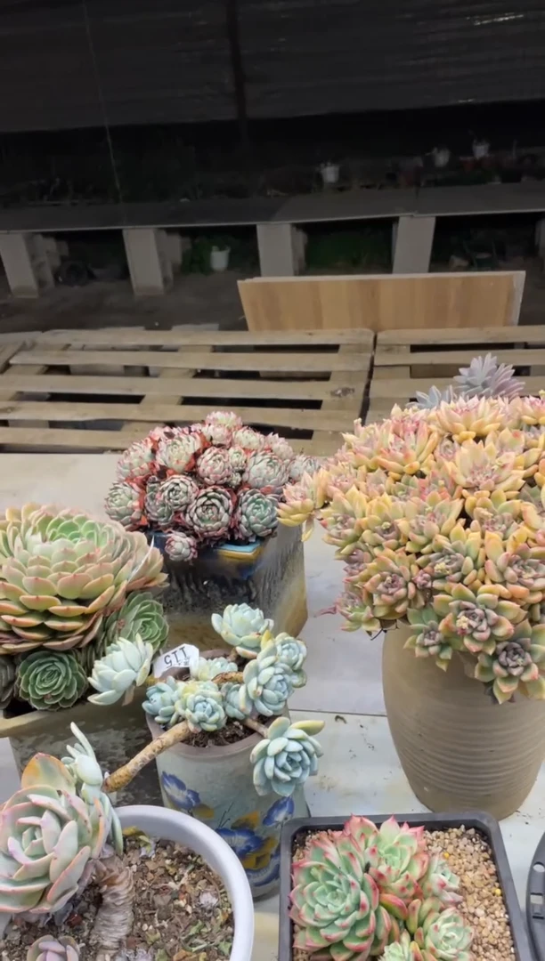 【闪购商品】170璀璨