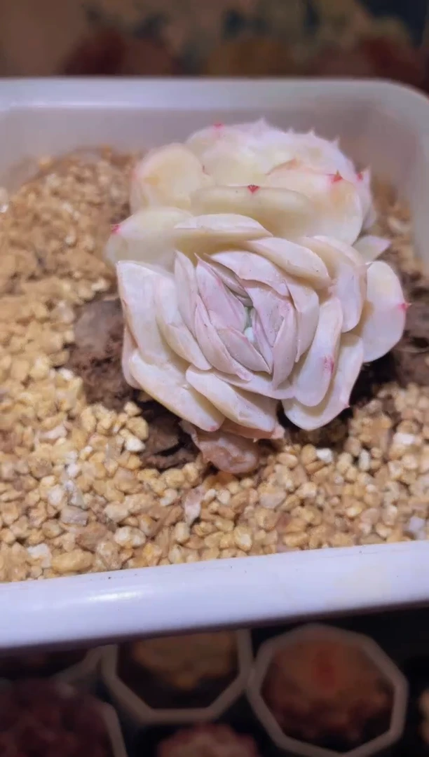 【闪购商品】226贝壳