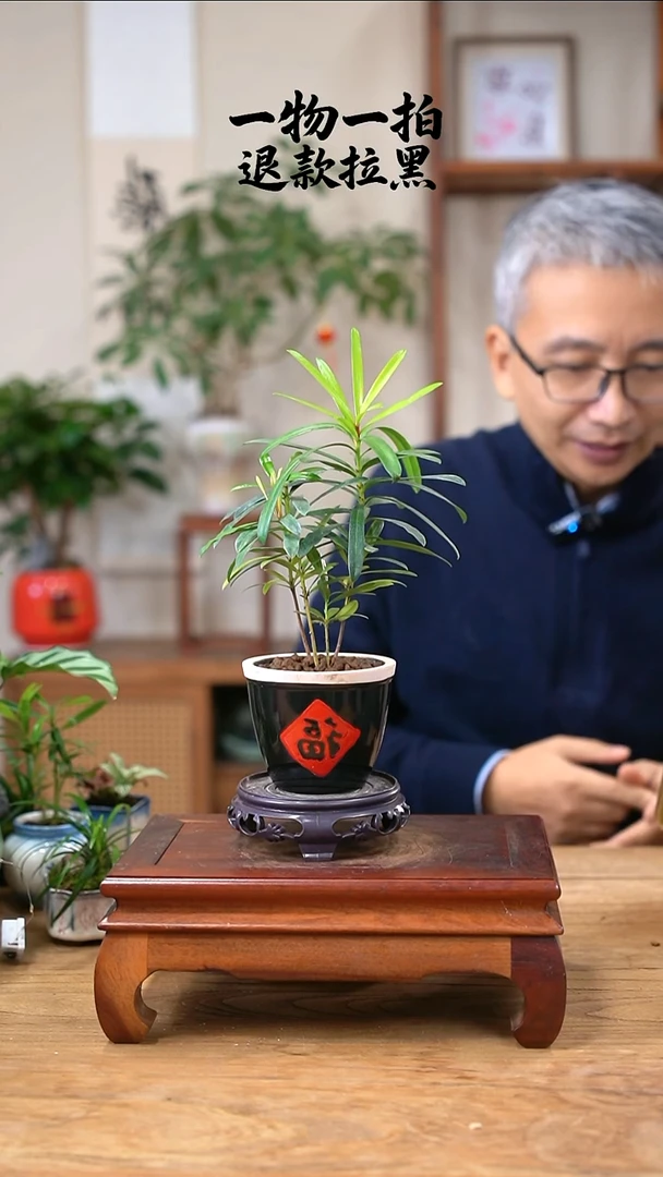 完全开放?****雯罗汉松584