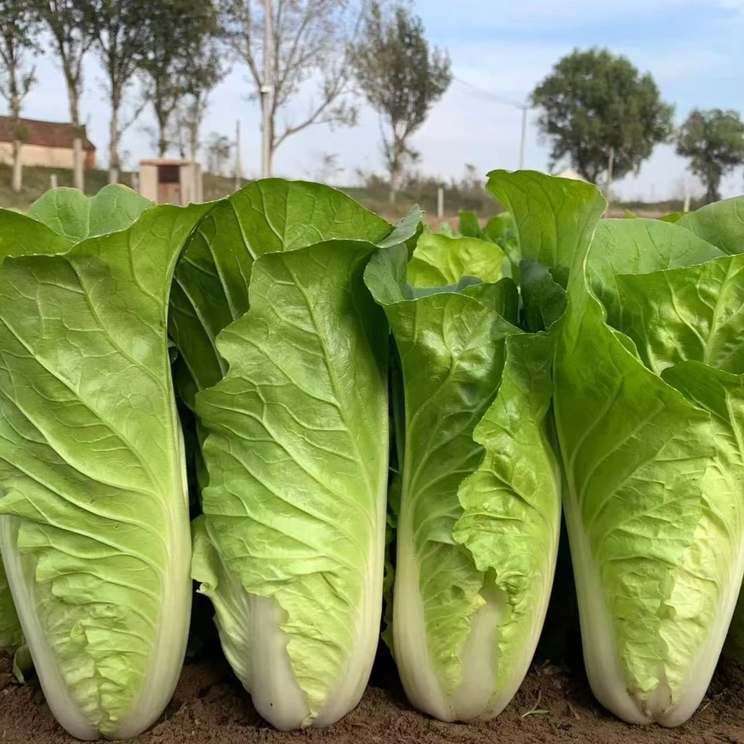 【四季奶油快菜】快菜种子耐热耐寒阳台院子均可种植