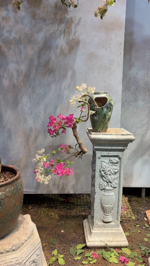 全部花朵狮**农三角梅34