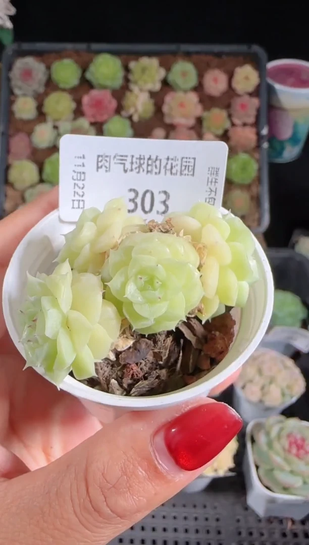 1122-303群生不包整