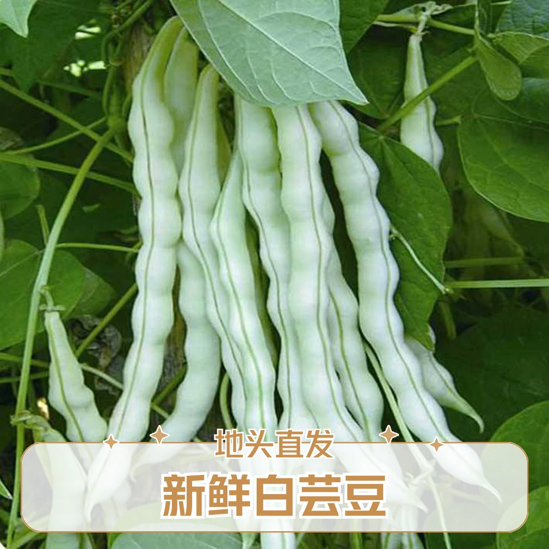 山东地头直发白芸豆白不老3-4.5斤装新鲜蔬菜白芸豆