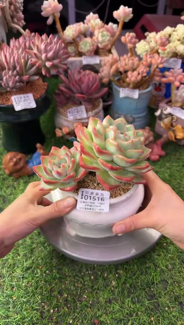 昆明印象多肉01516