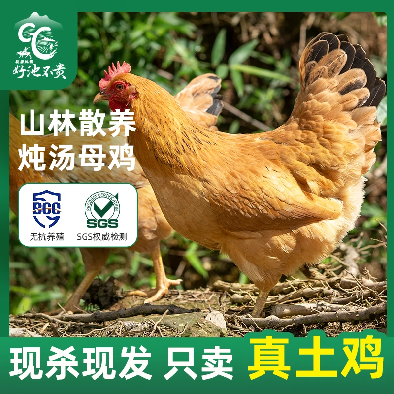 【母鸡1只】煲汤营养无抗母鸡山林散养新鲜现杀带内脏