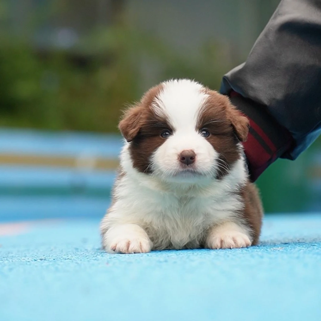 1010拍摄5号咖啡边牧狗狗幼犬宠物弟弟