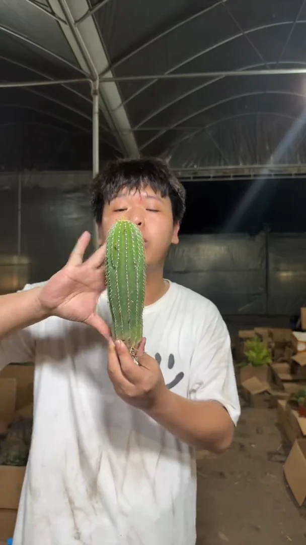 2颗 单头 大凤龙【带根】高13-16cm