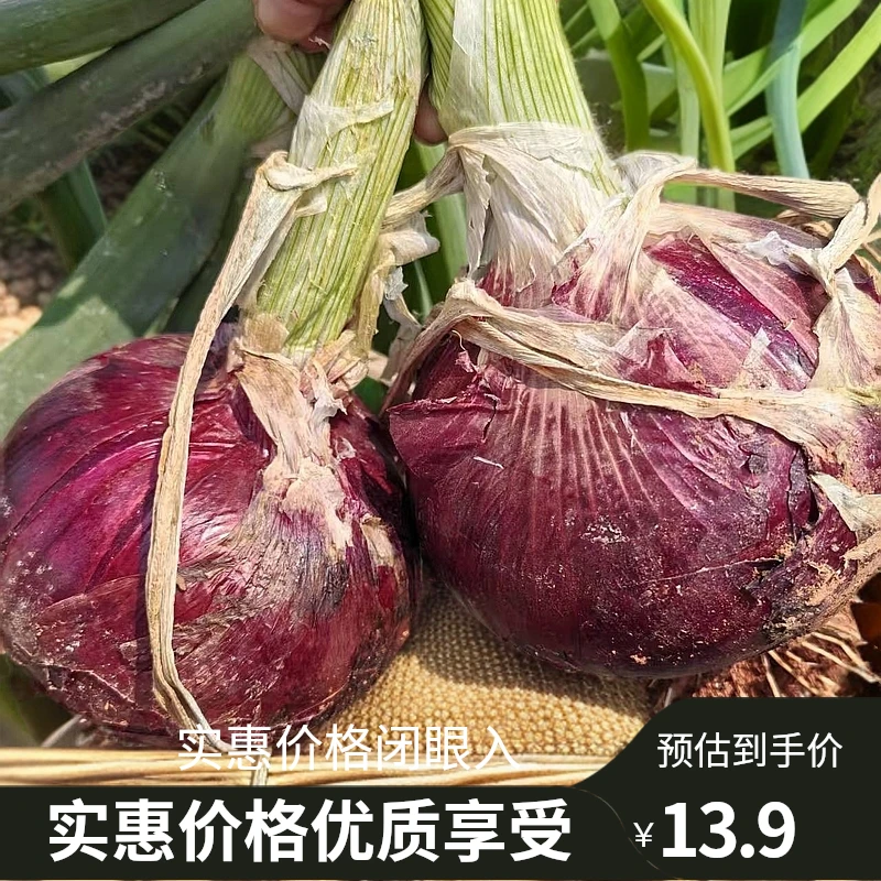 云南纯天然绿色洋葱（露天）