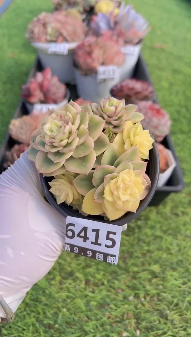 【闪购商品】信福多肉一物一拍