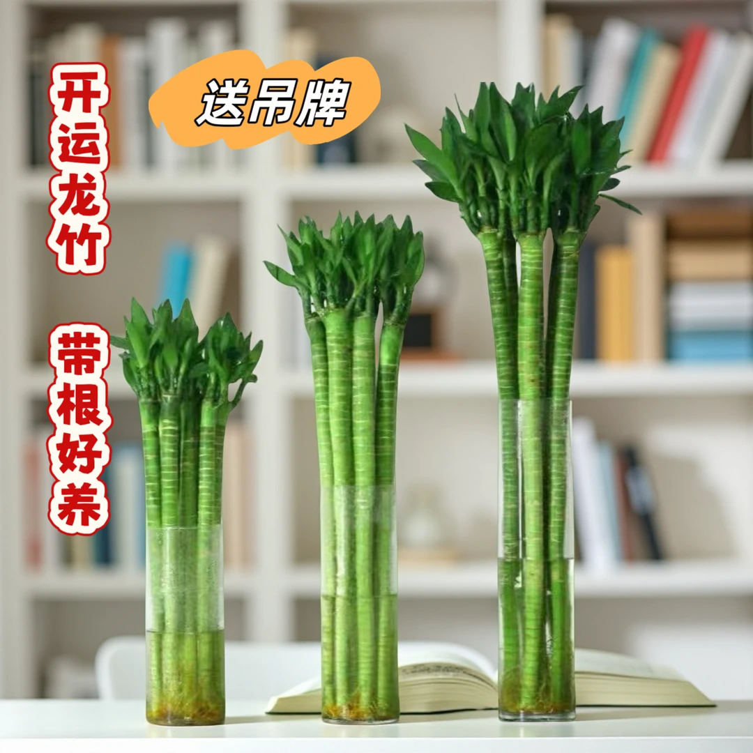 文昌竹龙竹富贵竹绿植盆栽室内文昌竹4枝金榜题名客厅绿植第一名