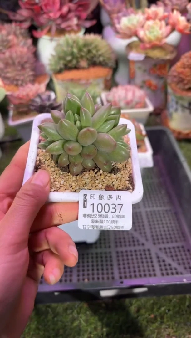 【闪购商品】10037