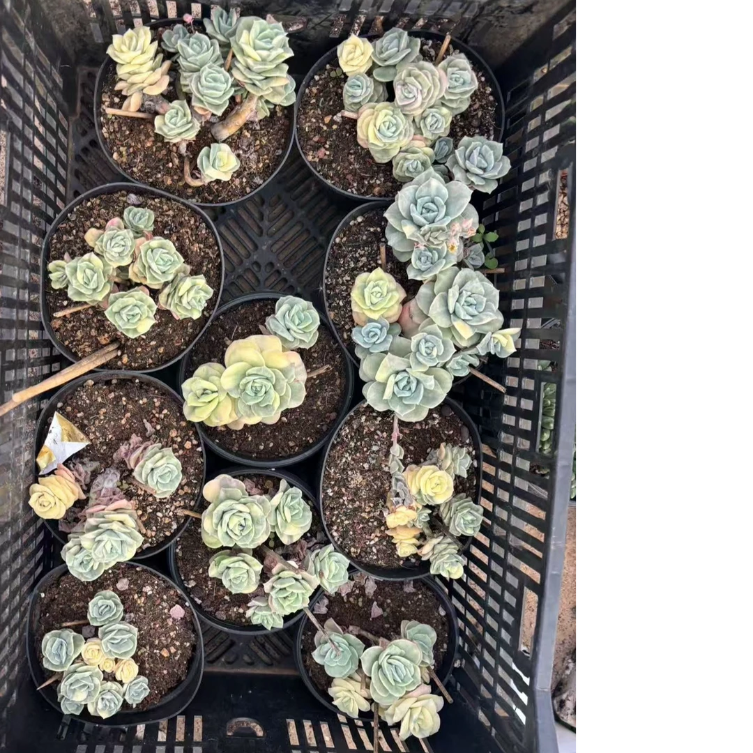 植迷园艺多肉植物6月12日可爱玫瑰锦