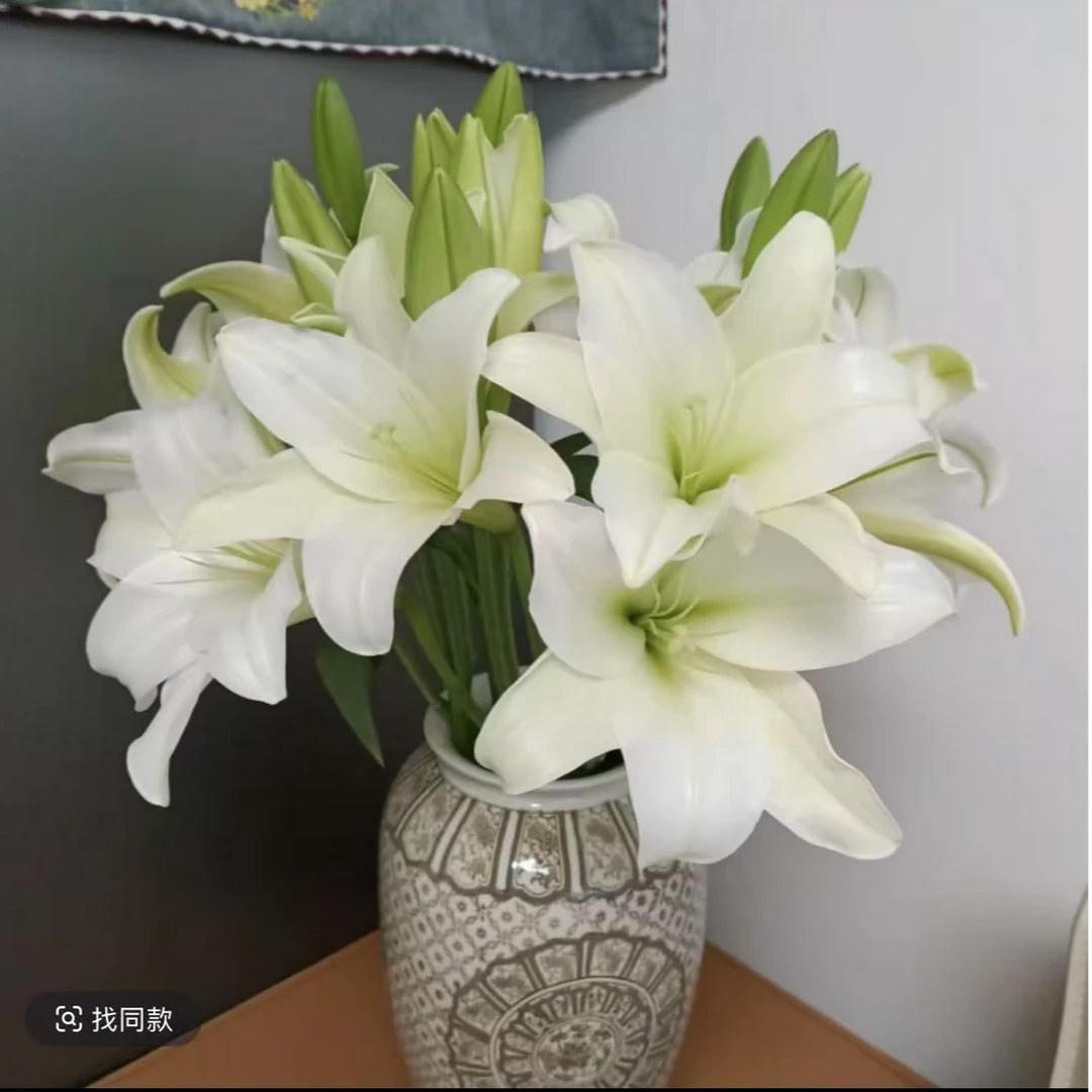 淡香白百合（铁炮）