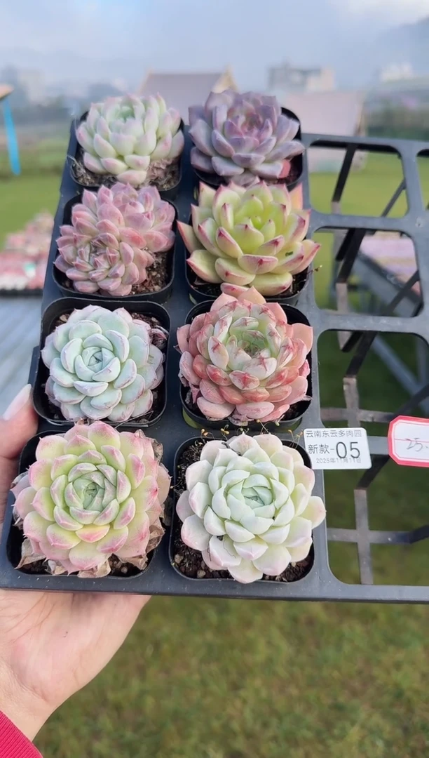 东云多肉园新款-05