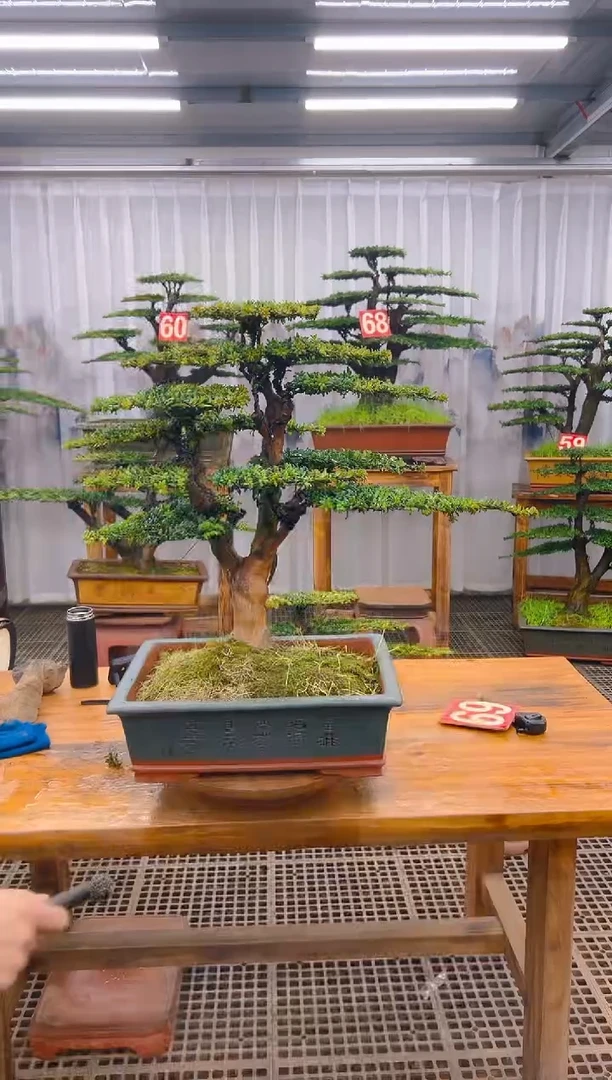 【闪购商品】紫砂精品盆景直播间一物一拍