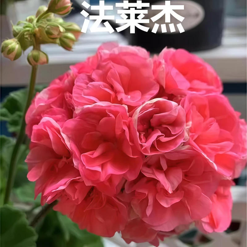 【法莱杰】直立 无花苞 精品多分支天竺葵原盆原土多季开花包对版