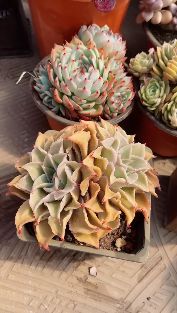 【闪购商品】19025