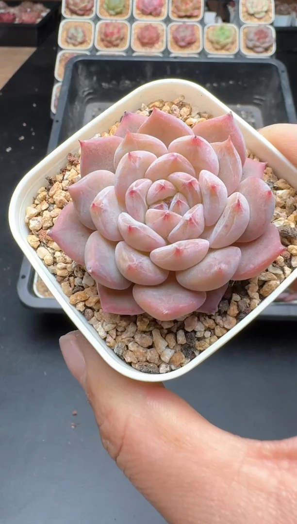 【闪购商品】014B物拍多肉带盆土6.5杯拍3颗包柚