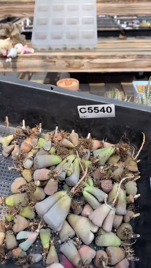 5540开播福利一物一拍