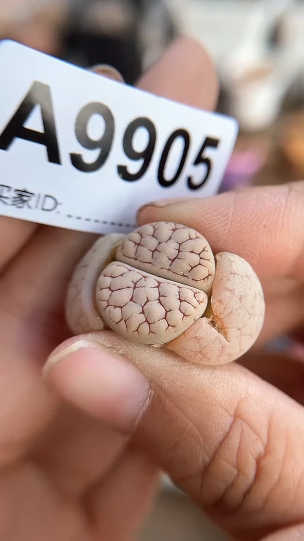 【闪购商品】9905直播一物一拍