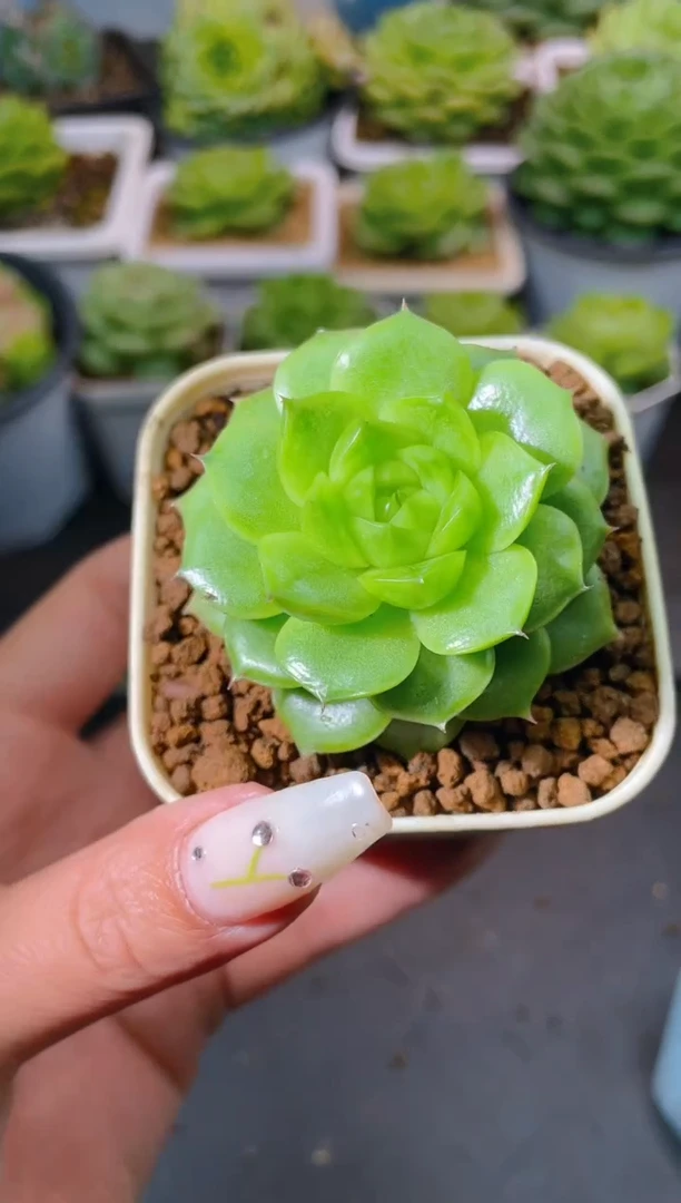 180翡皇量拍发一颗