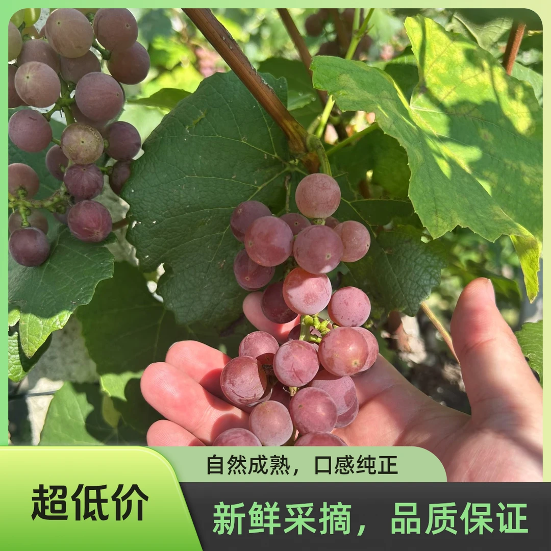 云南昭通正宗红玫瑰葡萄薄皮应季水果果肉多汁成熟无核