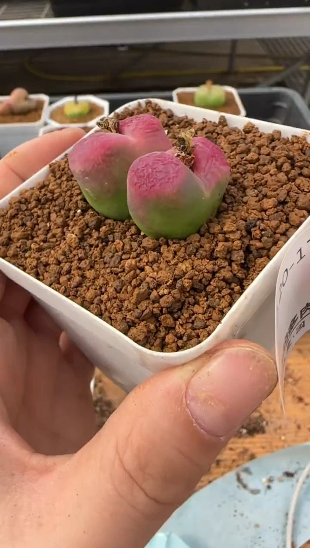 【闪购商品】20-179